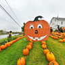 Pumpkin Display Near Presque Isle, Maine, USA