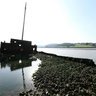 Cockwood Wreck