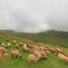 23 Mai - Sheep wave on the mountains
