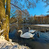 Swans High Barnet Pond London Uk