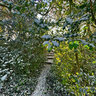 Mistletoe Trail In King George Field Barnet London England