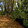 Psarolaka Beach Path Greece