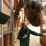 Talking with giraffes at the Riga Zoo, Latvia