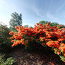 Rhododendrons at Riga Botanical Garden