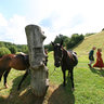 Horses meet you at the entrance to the ancient world of the 