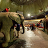 Elephant riding at Riga Circus, Latvia