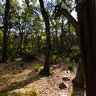 Ain-soltane's forest