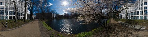 First Sign of Springtime