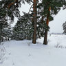 Wood Malsevo