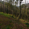 Forest near Uchan Su waterfall