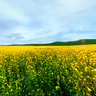 The cole flowers in aershan
