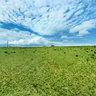 the grassland in Qinghai Lake