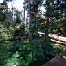 the Primeval forest at Nanyigou River Valley  Nyingtri Tibet