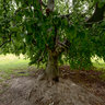 Under The Tree In Rheinpark Cologne