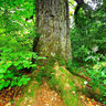 Le chêne des Hindrés à Brocéliande