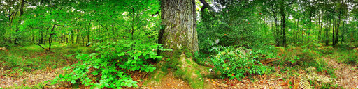Le chêne des Hindrés à Brocéliande