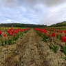 Des tulipes contre le cancer