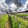Champ de fleurs mauves
